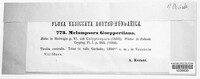 Pucciniastrum goeppertianum image